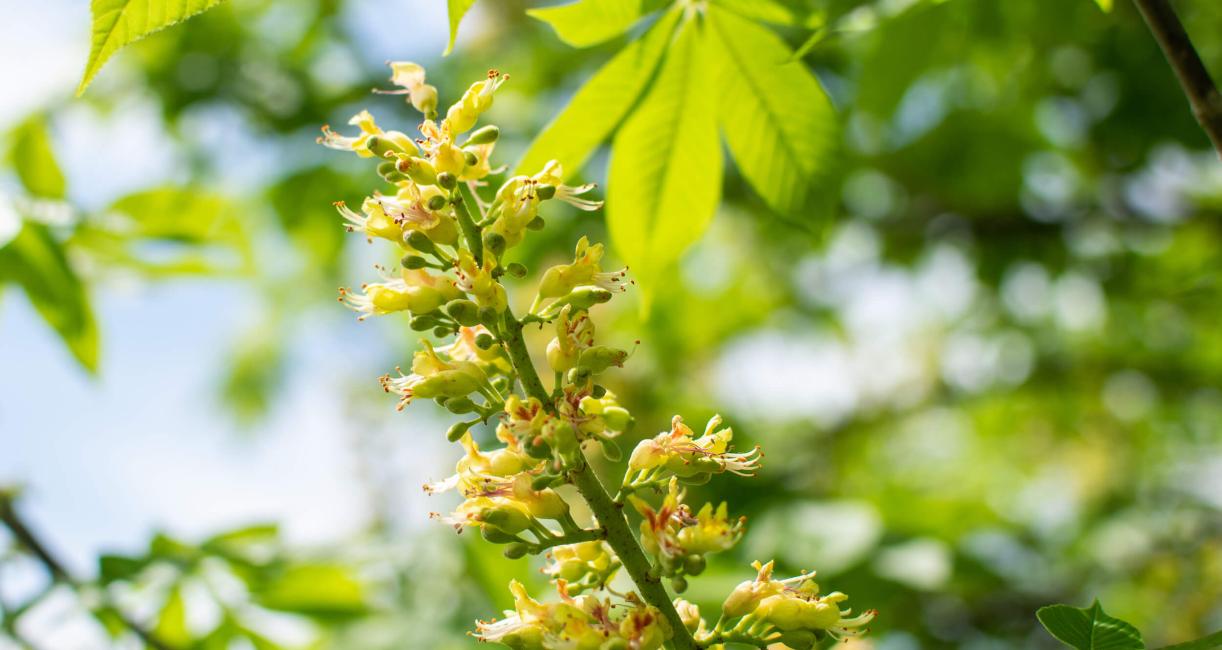 Tree bud