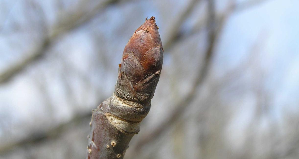Tree bud