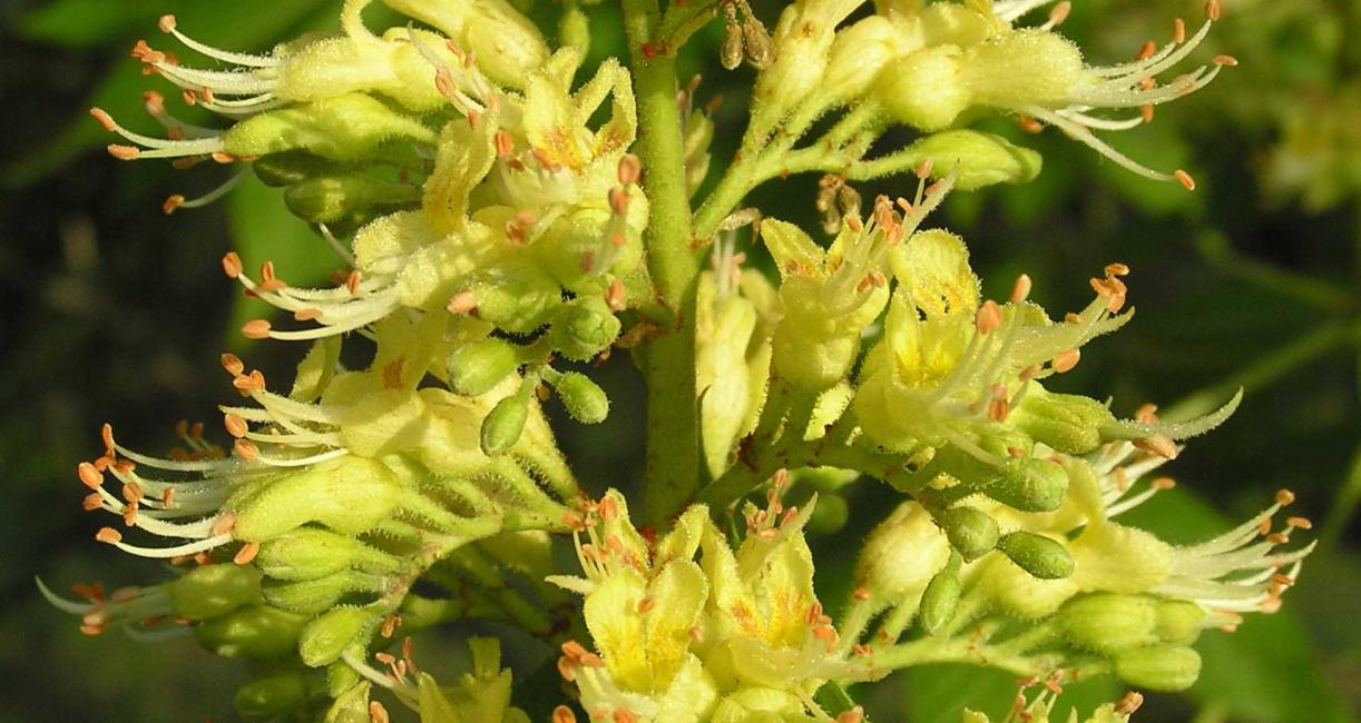 Tree flower