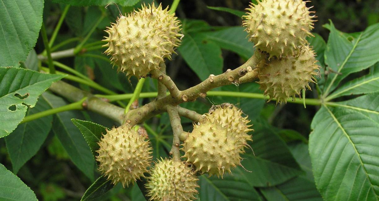 Tree fruit