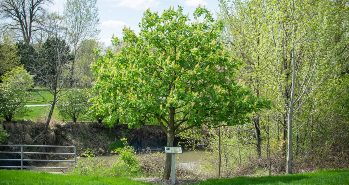 Tree habit
