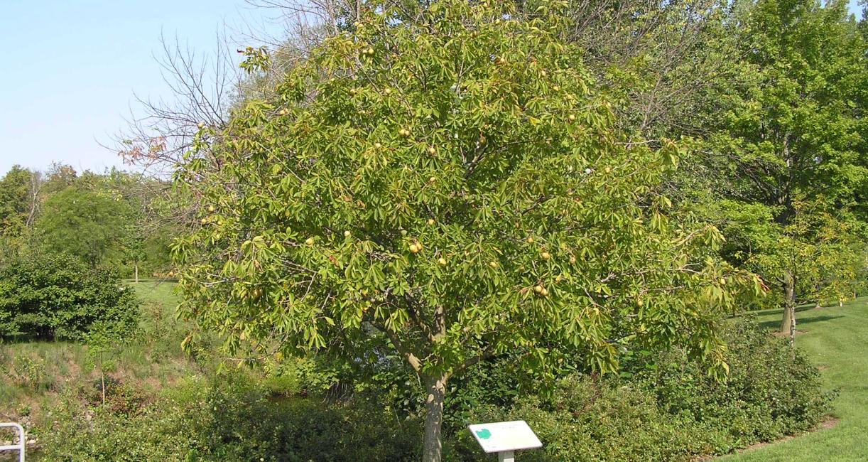 Tree habit