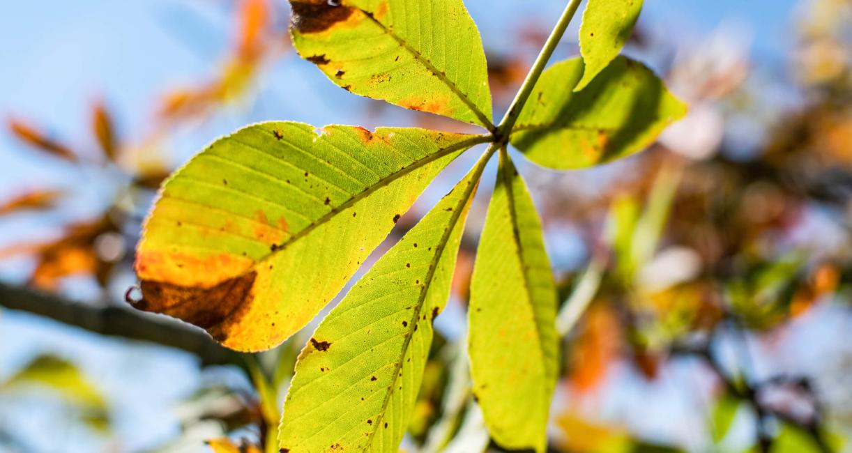 Tree leaves