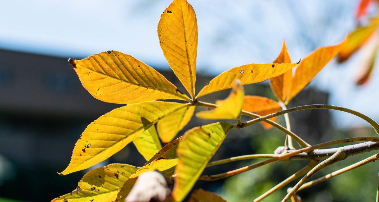 Tree leaves