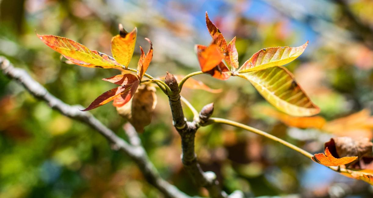 Tree leaves