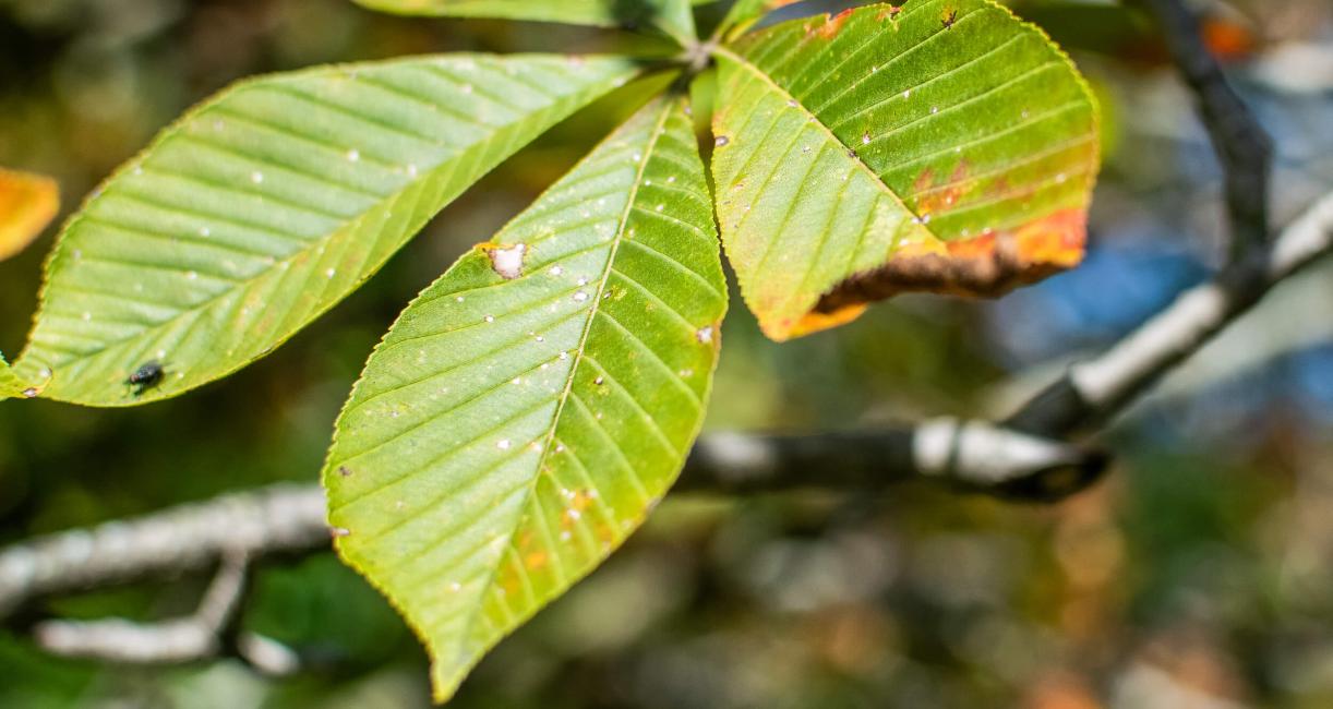 Tree leaves