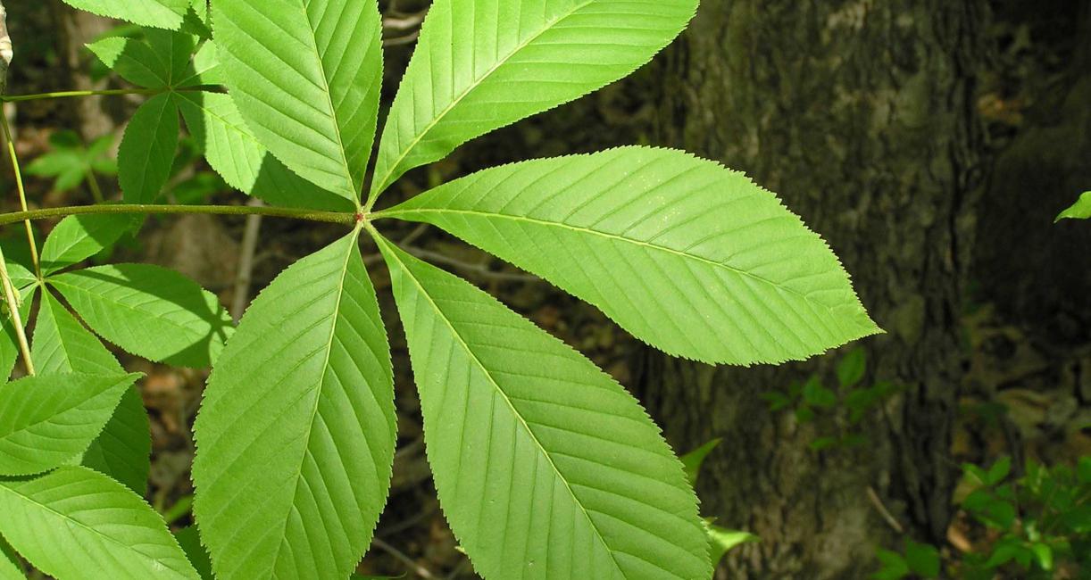 Tree leaves