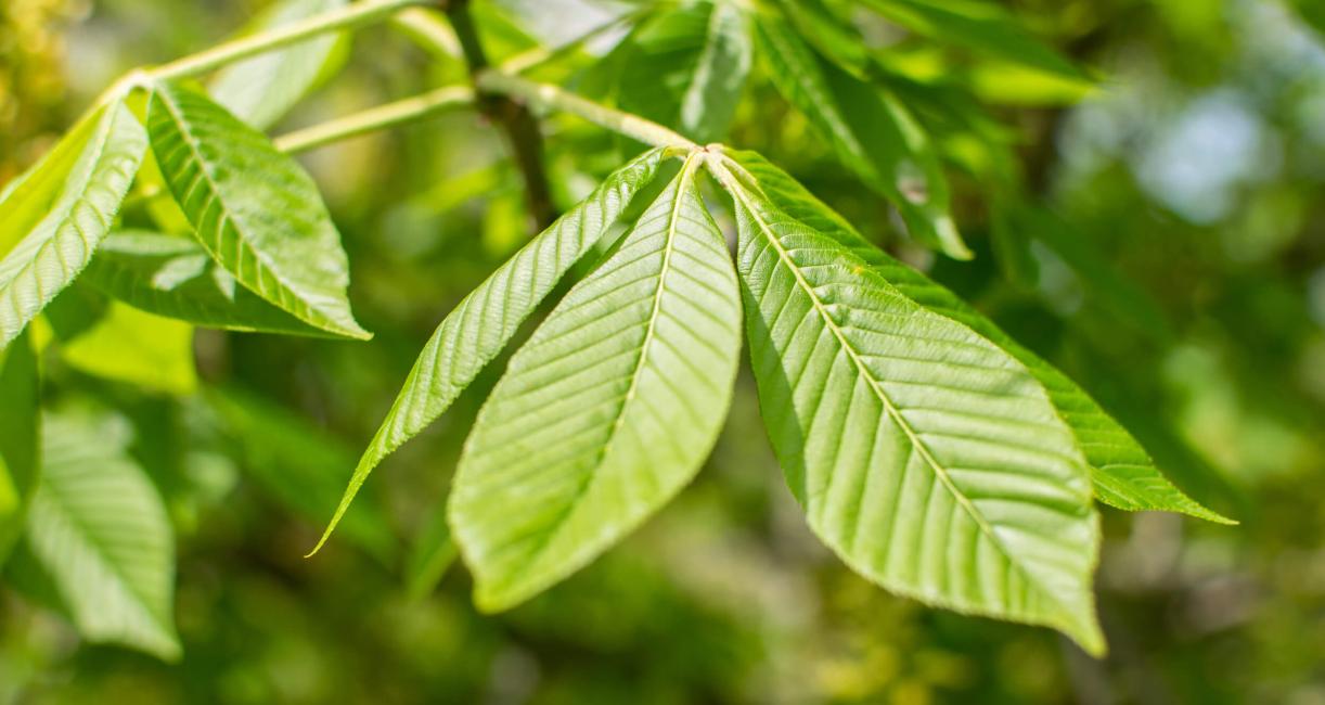 Tree leaves