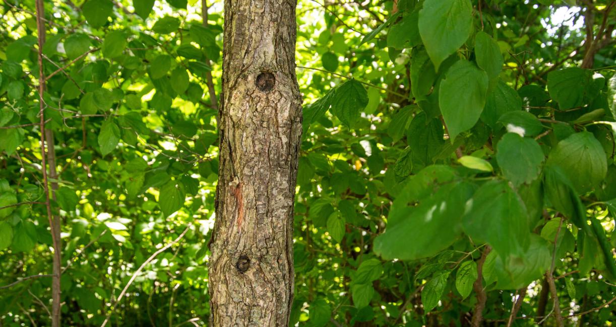 Tree bark