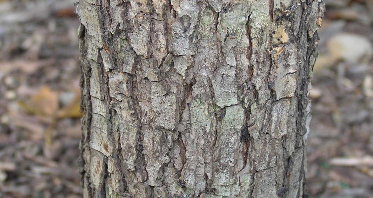 Tree bark