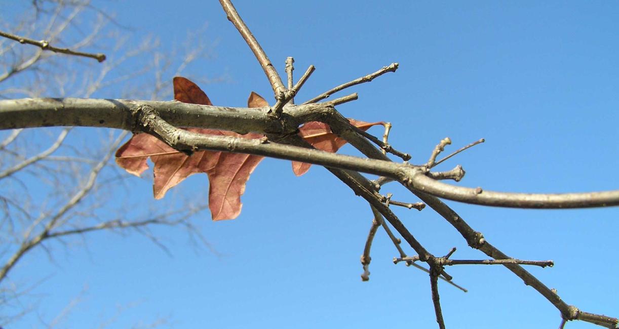 Tree branch