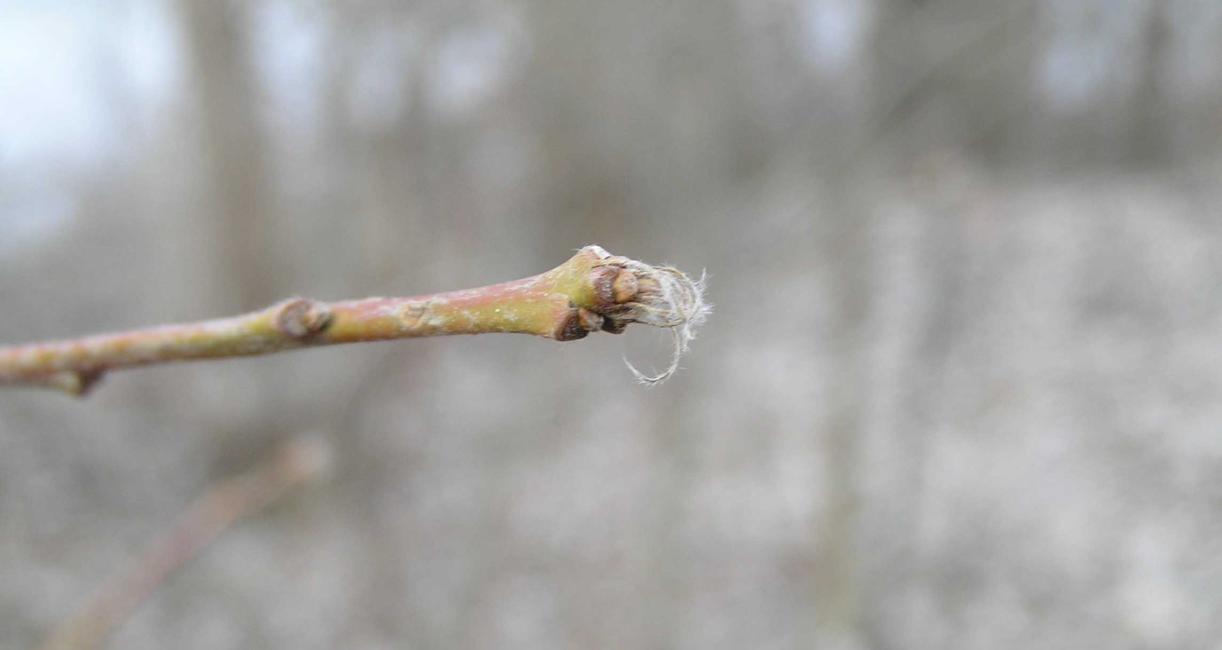Tree bud