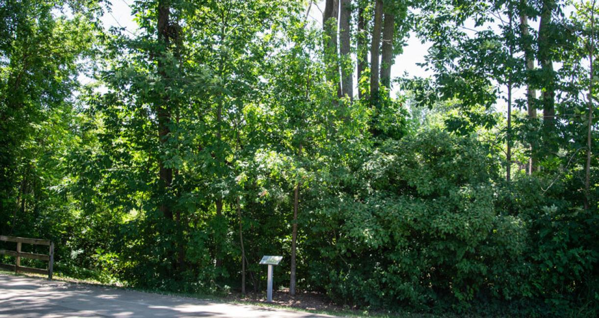 Tree habit