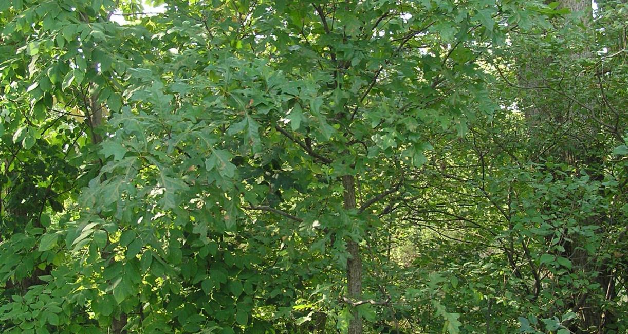 Tree habit