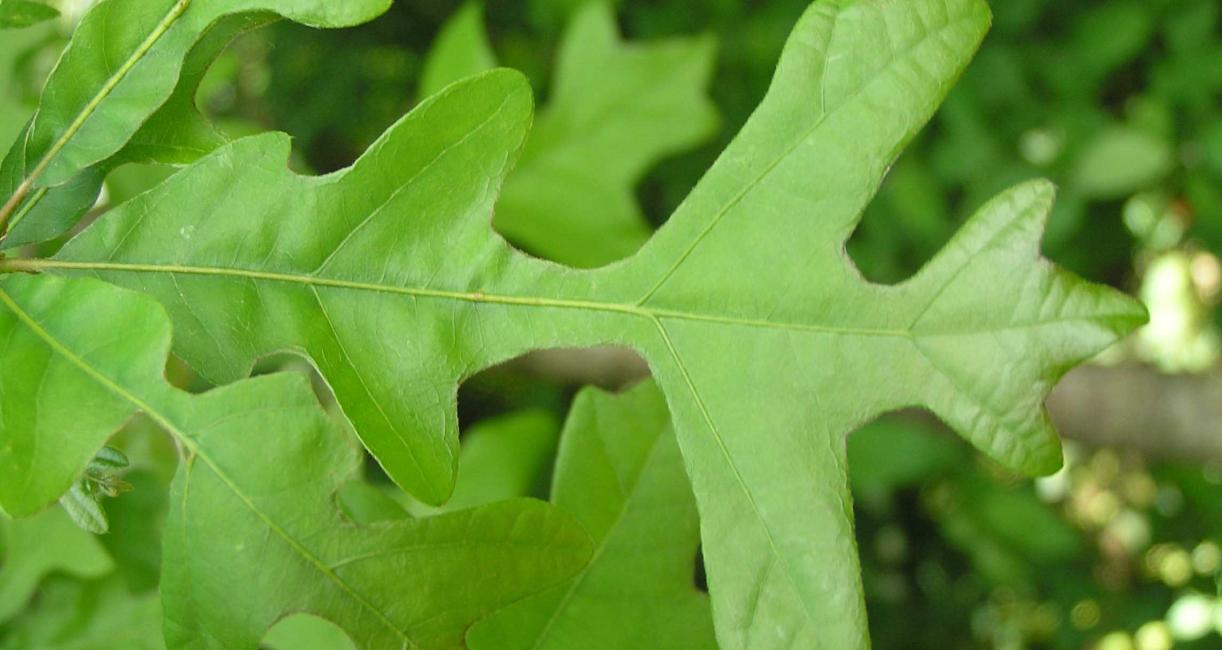 Tree leaves