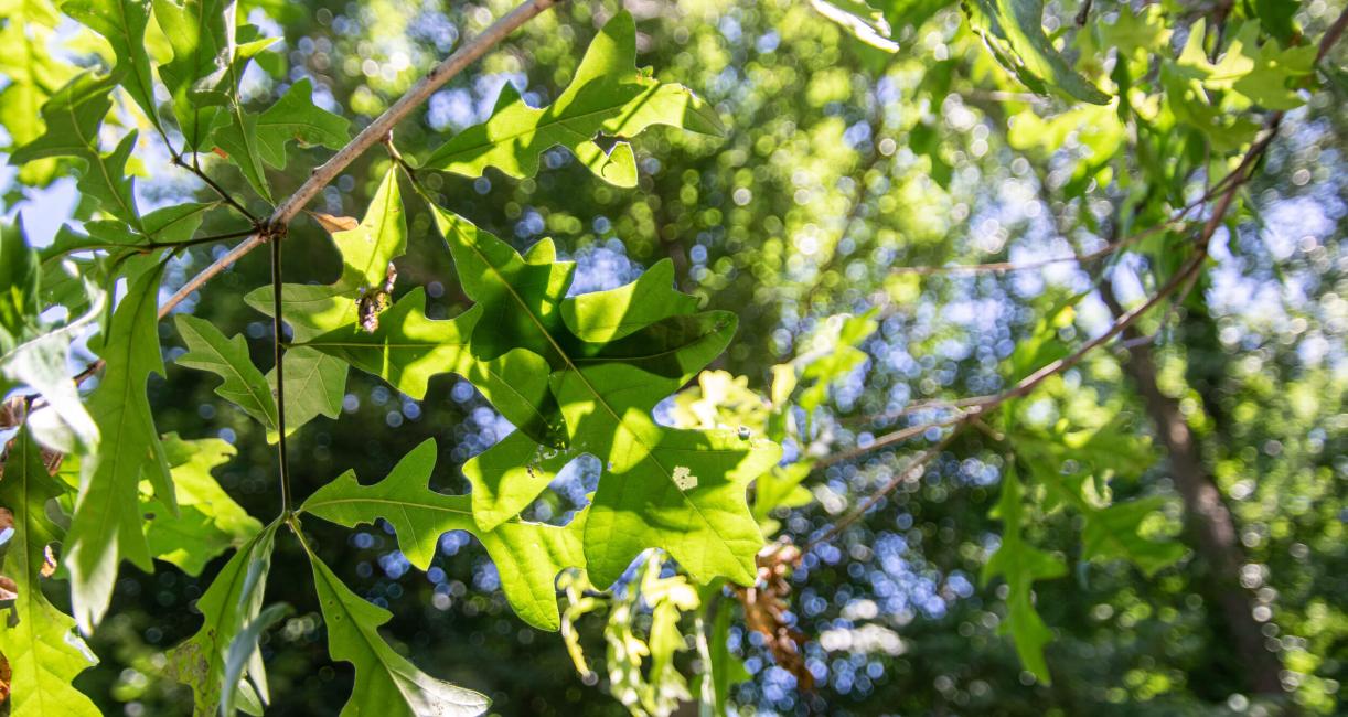 Tree leaves