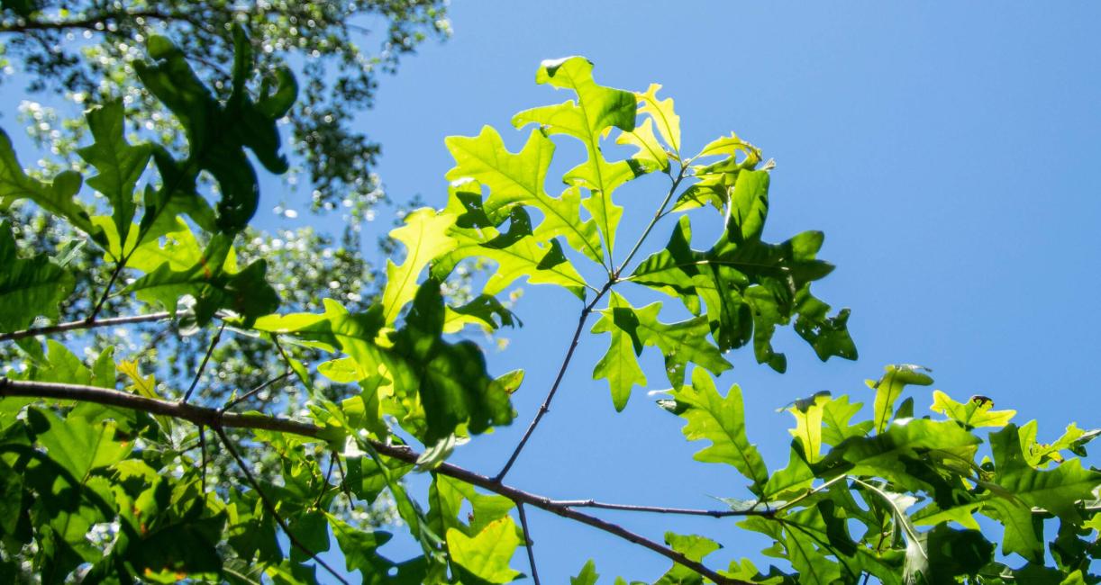 Tree leaves