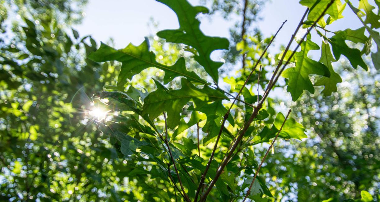 Tree leaves