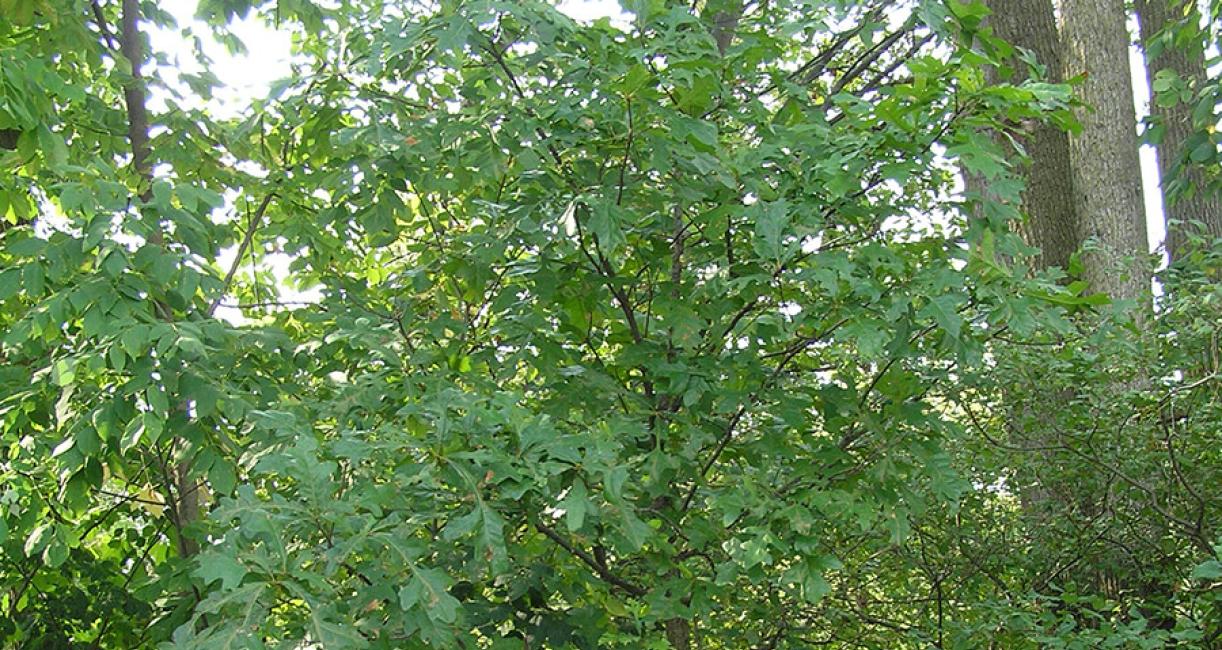 Oak tree