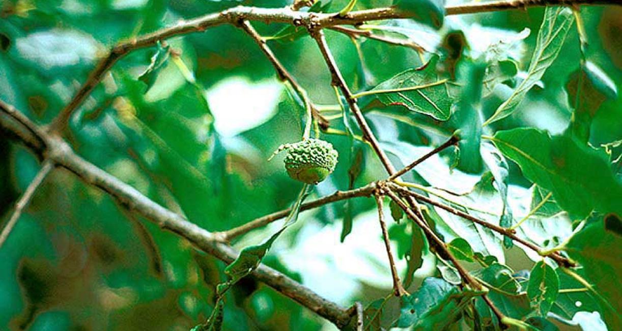 Tree fruit