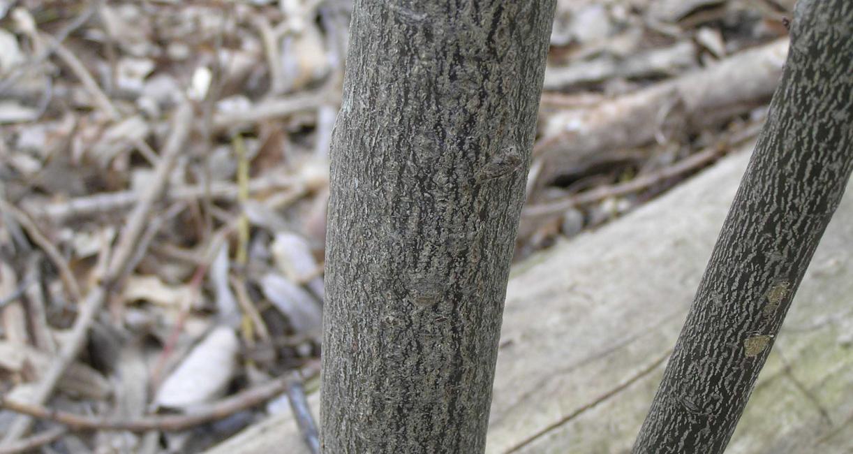 Tree bark