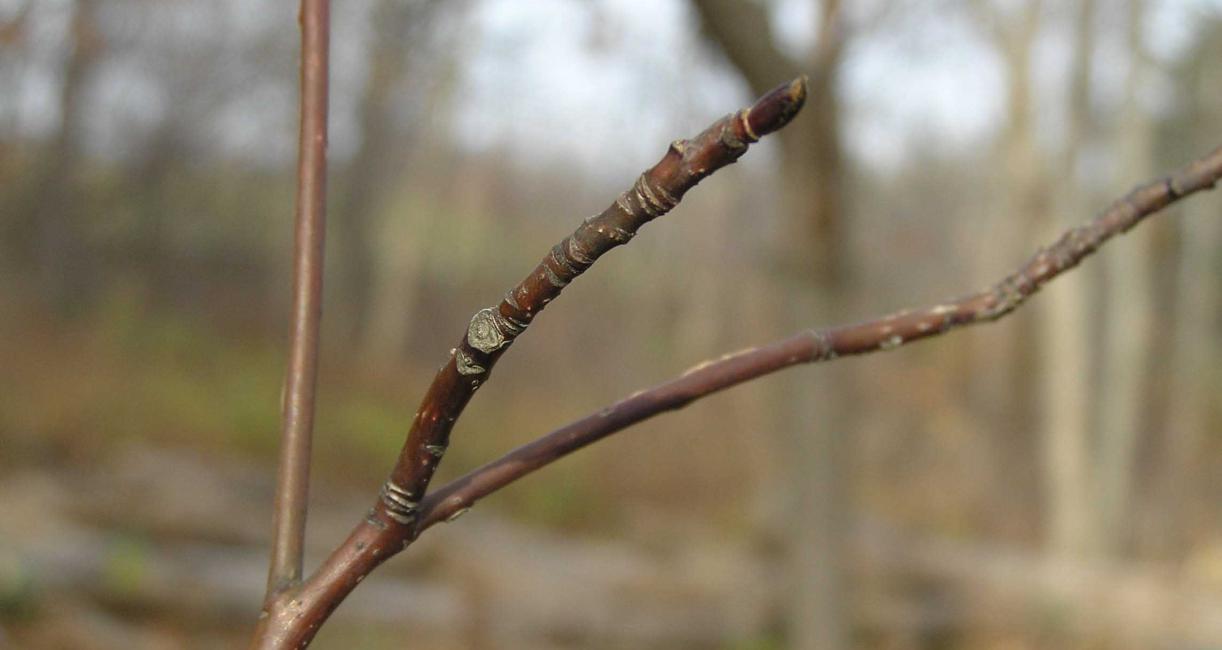 Tree branch