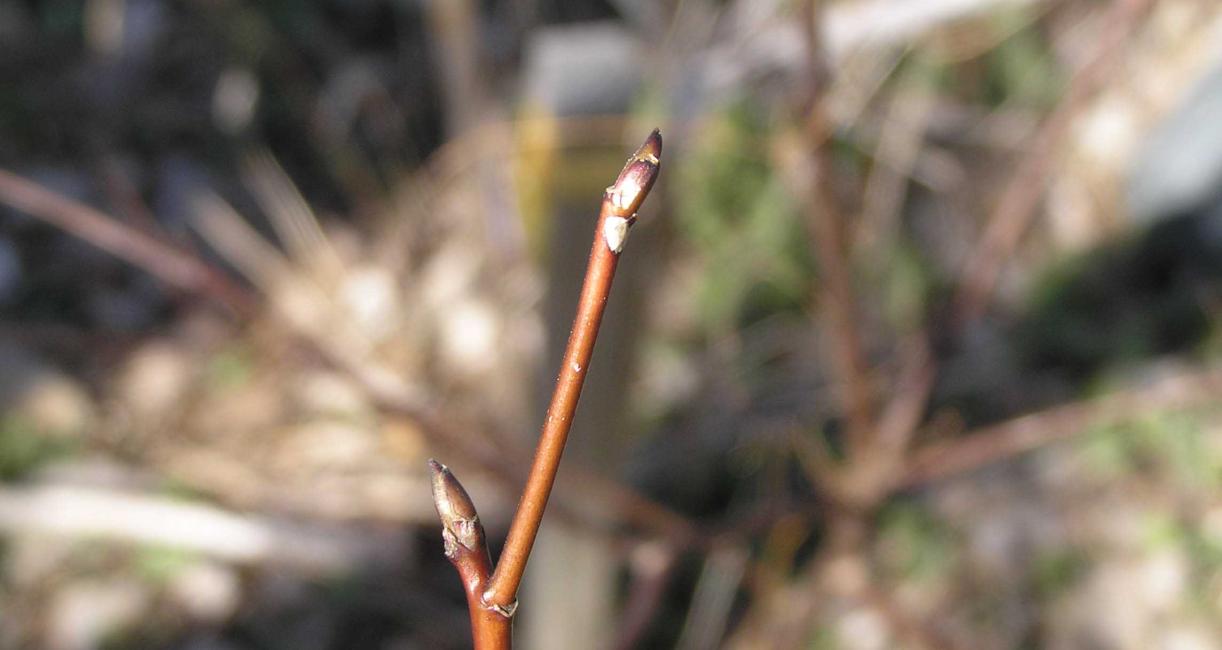 Tree bud