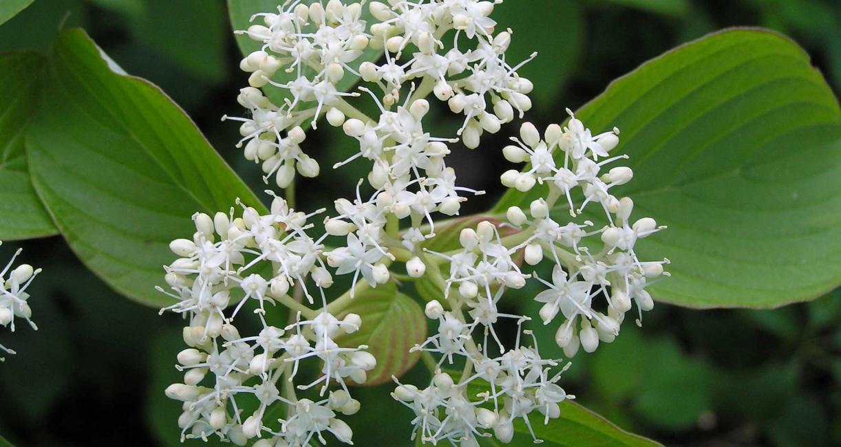 Tree flower