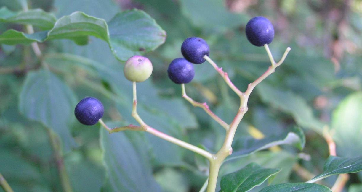Tree fruit