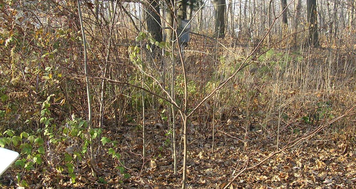 Tree habit