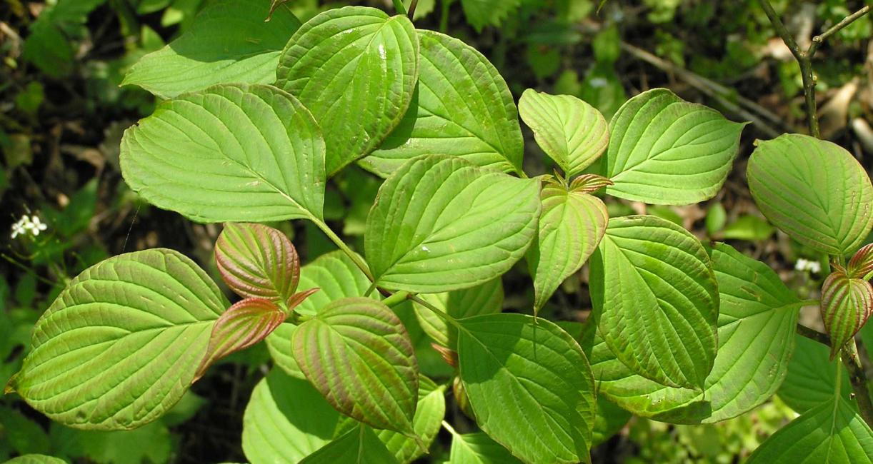 Tree leaves
