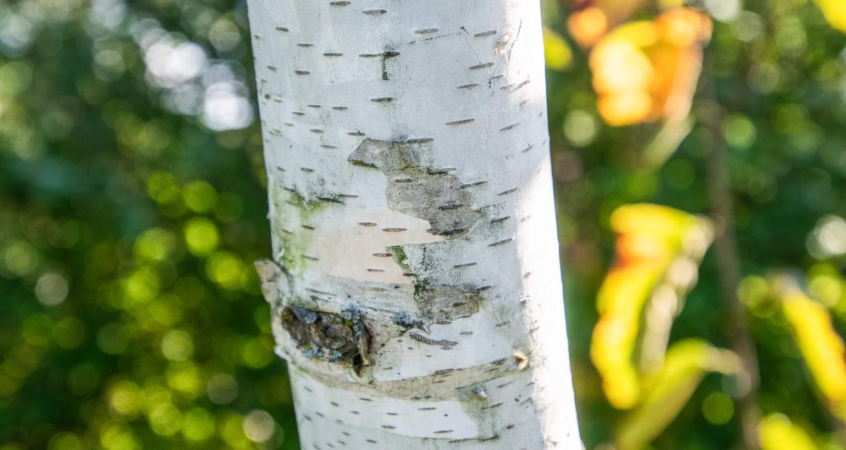 Tree bark