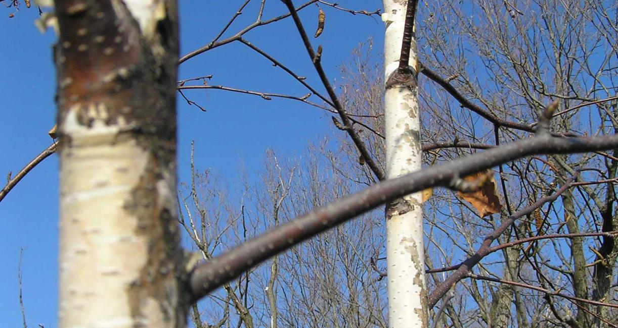 Tree branch