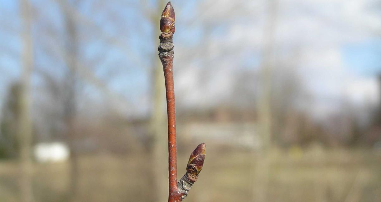 Tree bud