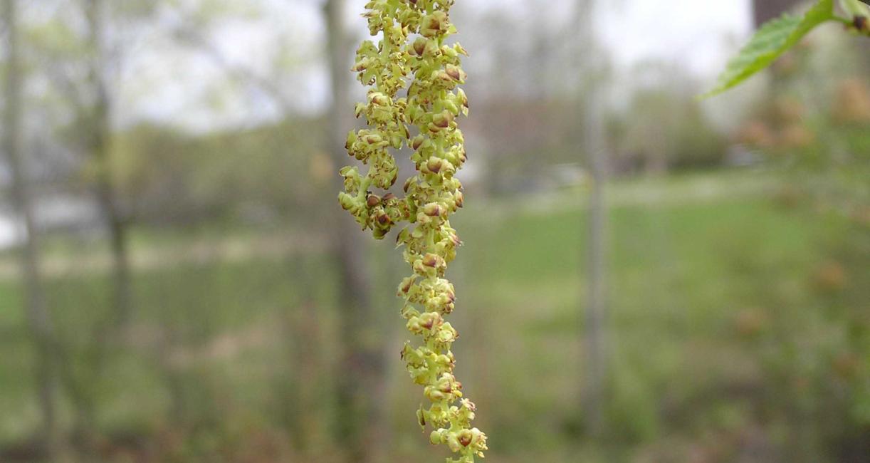 Tree flower