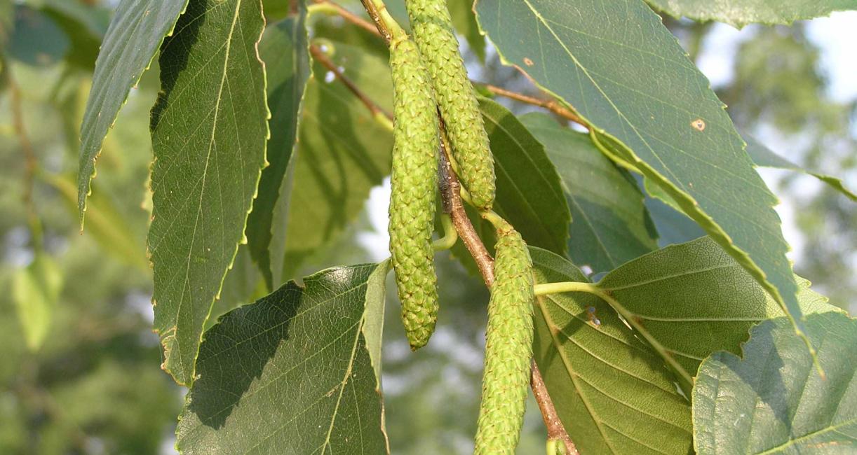 Tree fruit