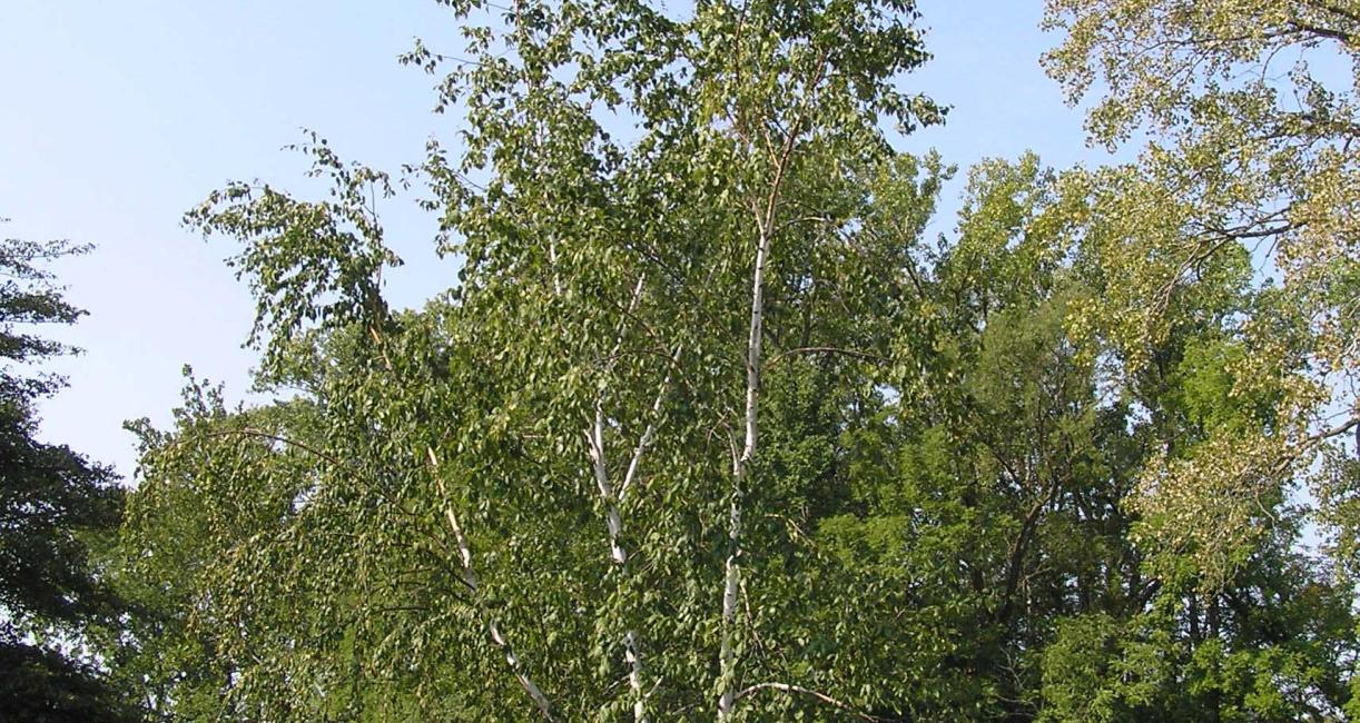 Tree habit