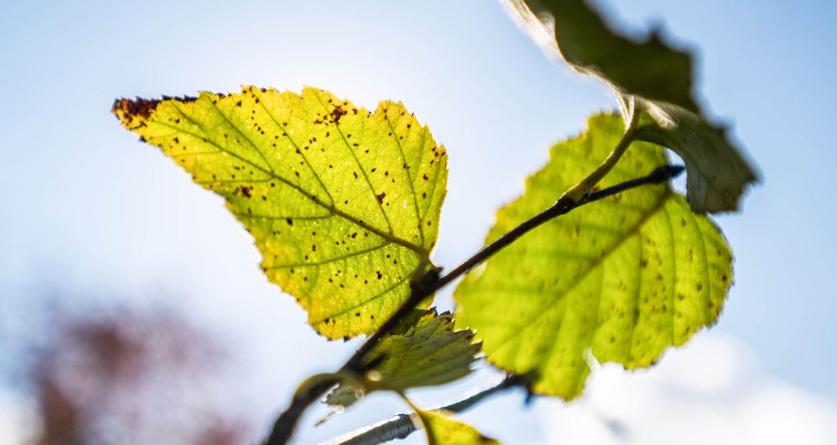 Tree leaves