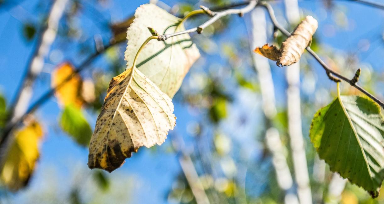 Tree leaves