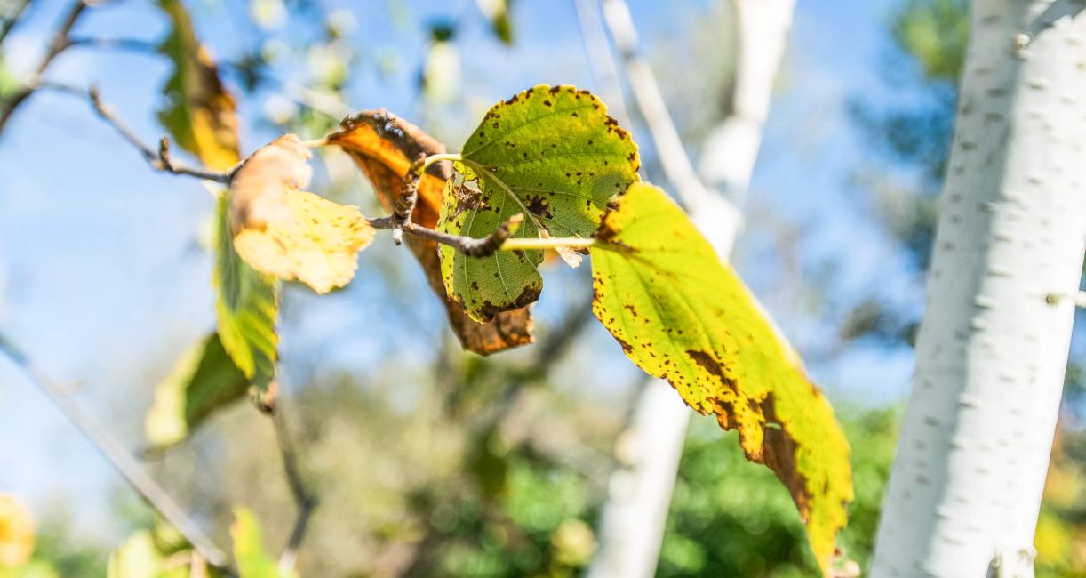 Tree leaves