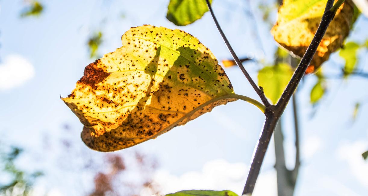 Tree leaves