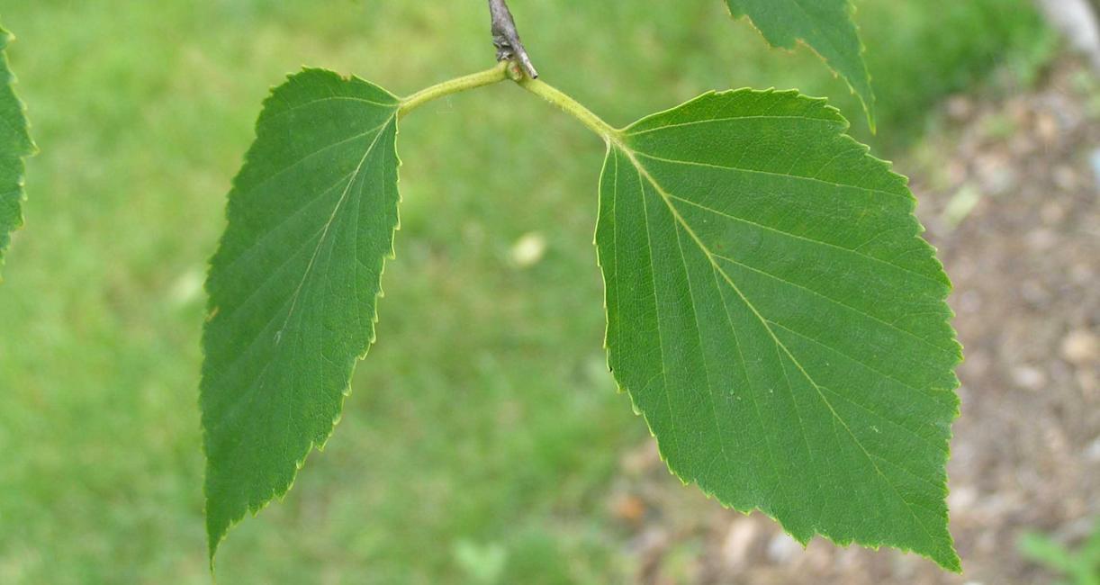 Tree leaves