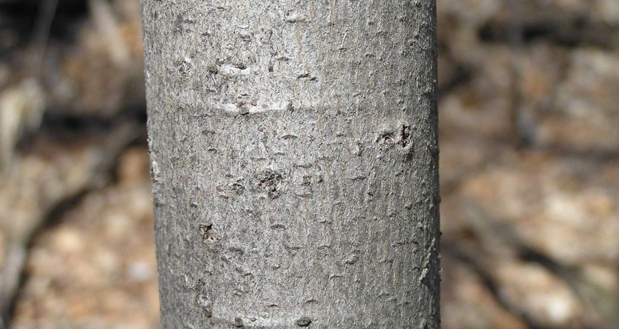 Tree bark