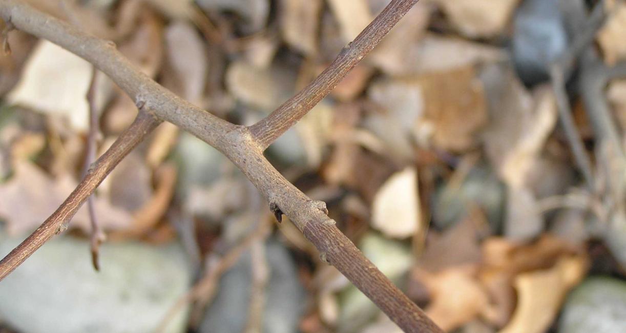 Tree branch