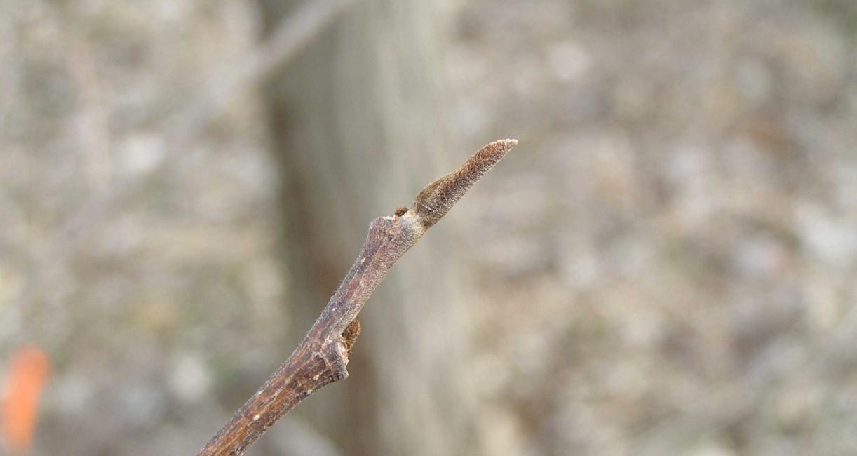 Tree bud