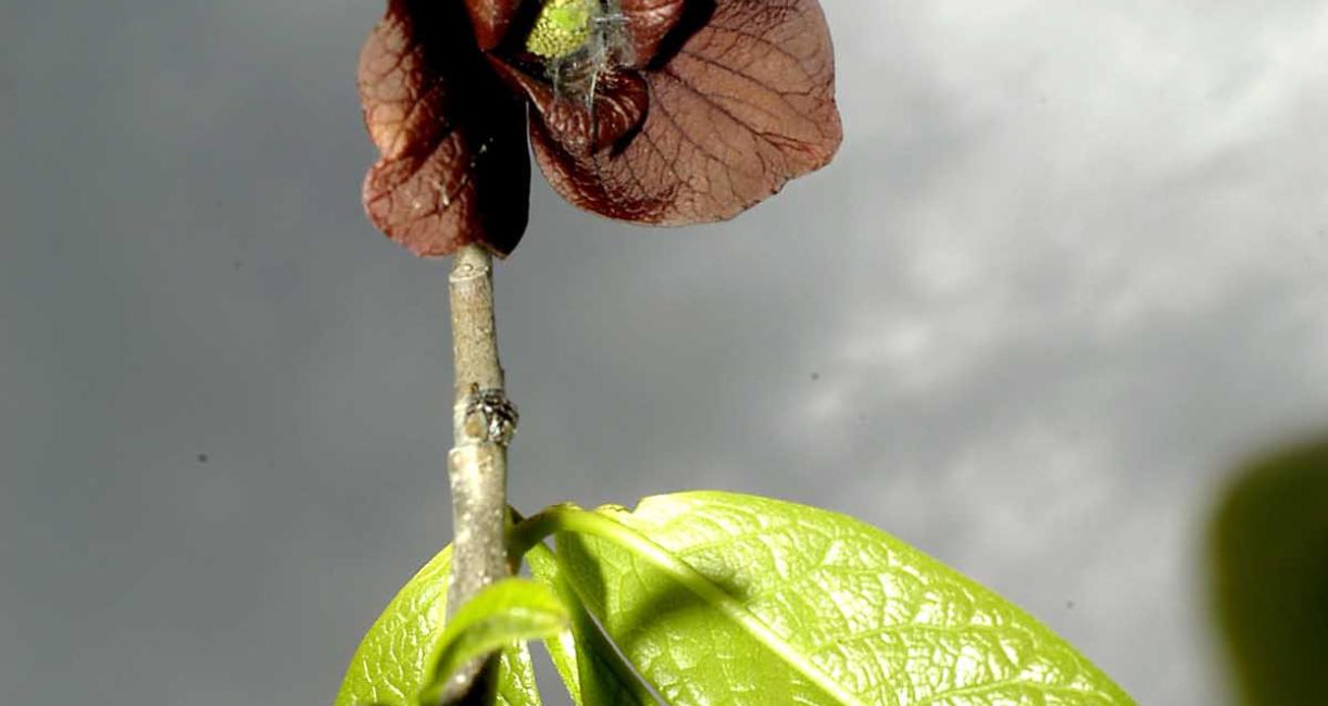Tree flower