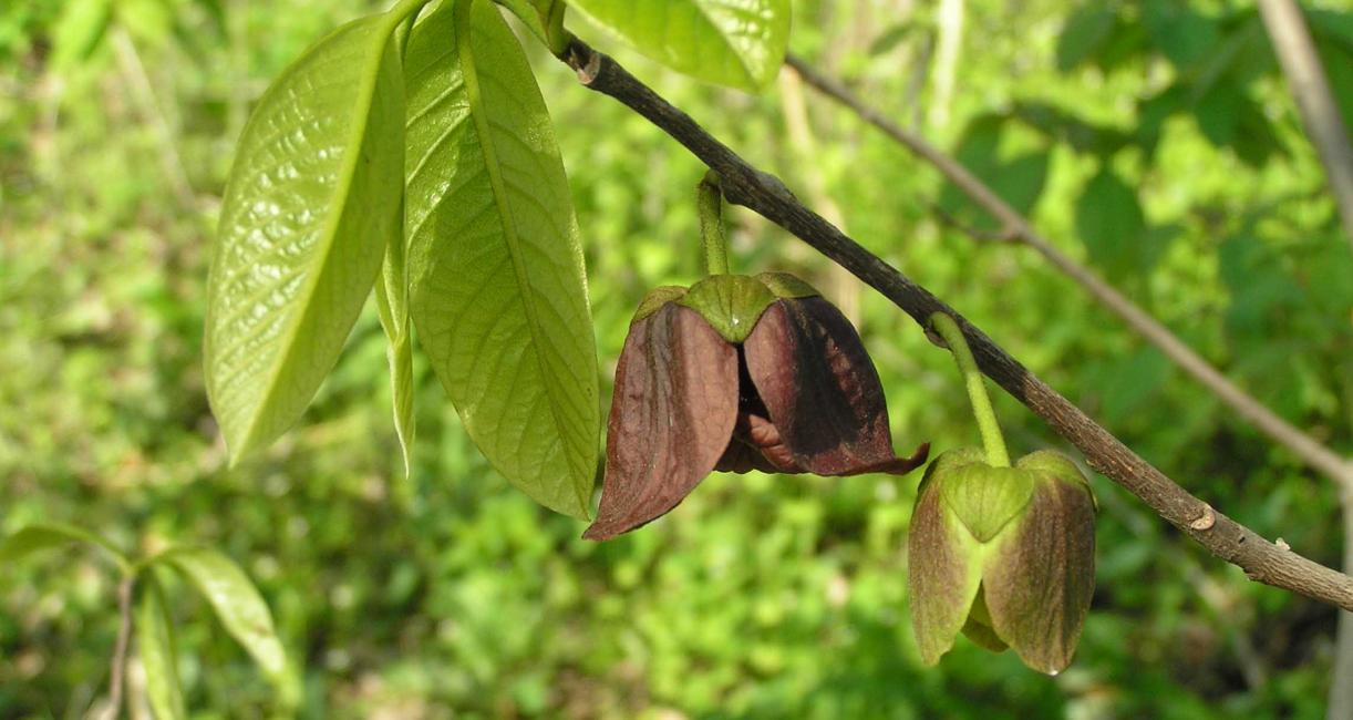 Tree flower