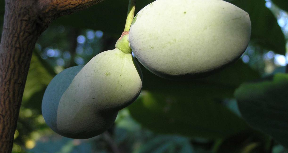 Tree fruit