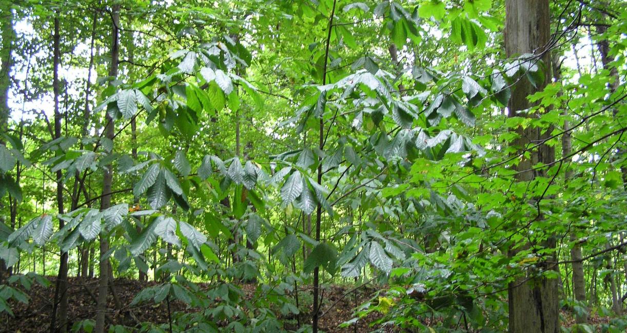 Tree habit