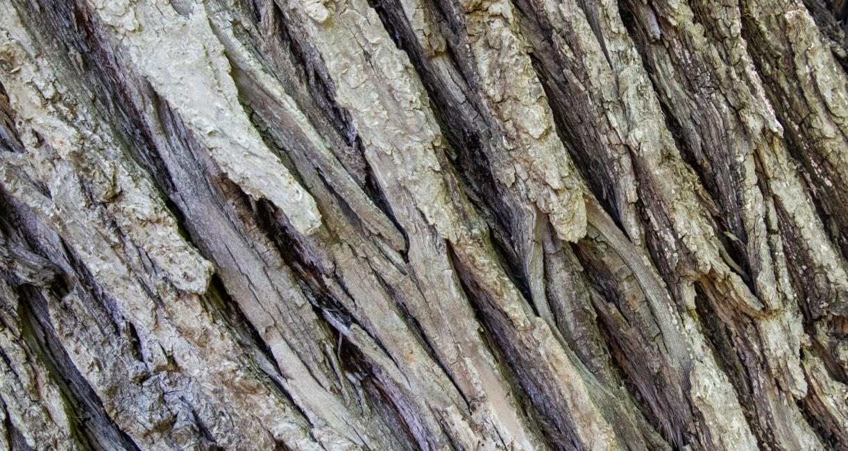 Tree bark